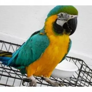 bдома,  поднятые и зарегистрирован синих и золотых попугаи ара для прод