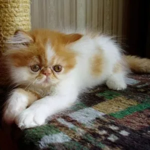 Продается персидский котенок  