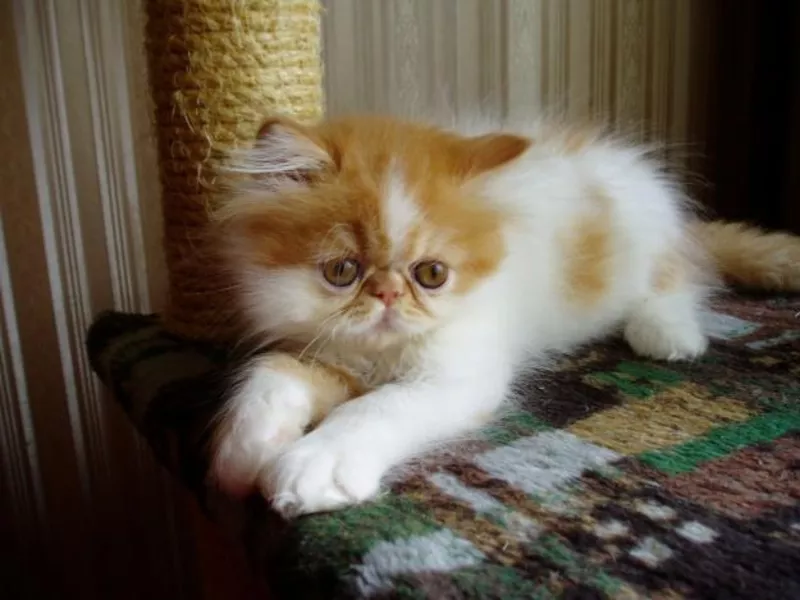 Продается персидский котенок  